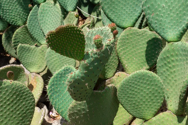 Primer plano de Opuntia, comúnmente llamada pera espinosa — Foto de Stock