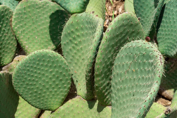 Primer plano de Opuntia, comúnmente llamada pera espinosa —  Fotos de Stock