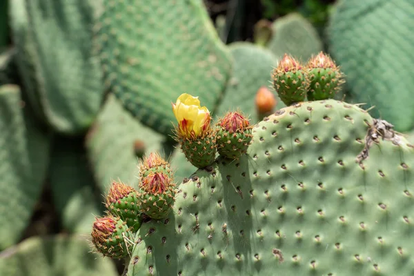 Primer plano de Opuntia, comúnmente llamada pera espinosa — Foto de Stock