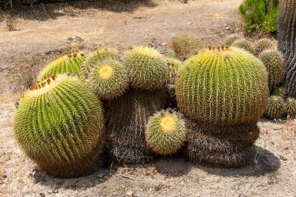 Gros plan Fût d'or, boule de cactus, Echinocactus Grusonii, Cactacées — Photo