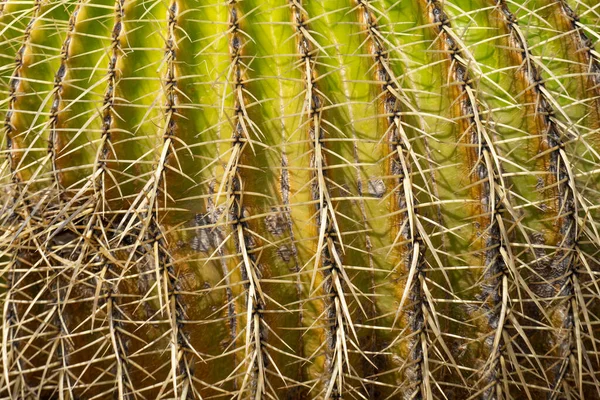 Primer plano Golden Barrel, bola de cactus, Echinocactus Grusonii, Cactaceae —  Fotos de Stock