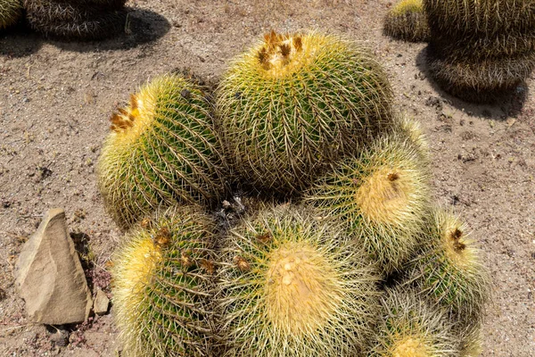 Gros plan Fût d'or, boule de cactus, Echinocactus Grusonii, Cactacées — Photo