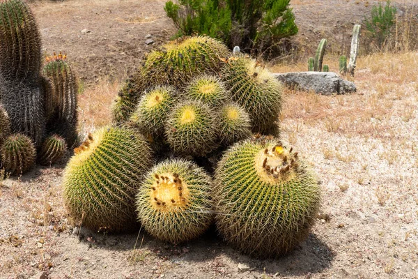 Närbild Golden Barrel, kaktusboll, Echinocactus Grusonii, Cactaceae — Stockfoto