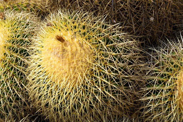 Gros plan Fût d'or, boule de cactus, Echinocactus Grusonii, Cactacées — Photo