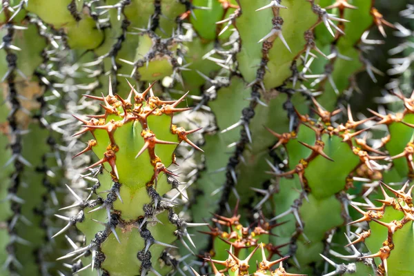 Euphorbia es un género muy grande y diverso de plantas con flores, comúnmente llamado spurge. — Foto de Stock