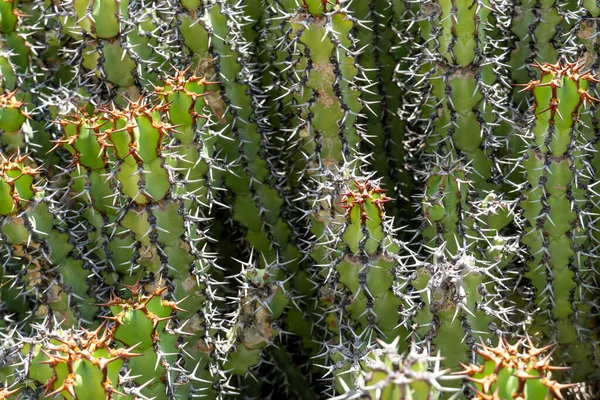 Euphorbia è un genere molto ampio e diversificato di piante da fiore, comunemente chiamato spurgo. — Foto Stock