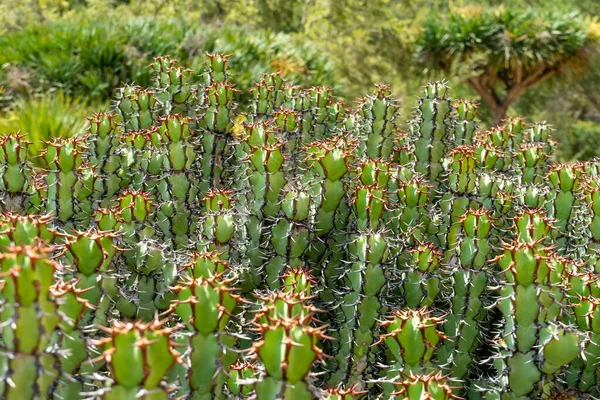 Euphorbia es un género muy grande y diverso de plantas con flores, comúnmente llamado spurge. —  Fotos de Stock