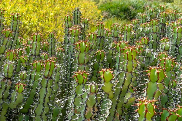 Euphorbia est un genre très large et diversifié de plantes à fleurs, communément appelé euphorbe — Photo