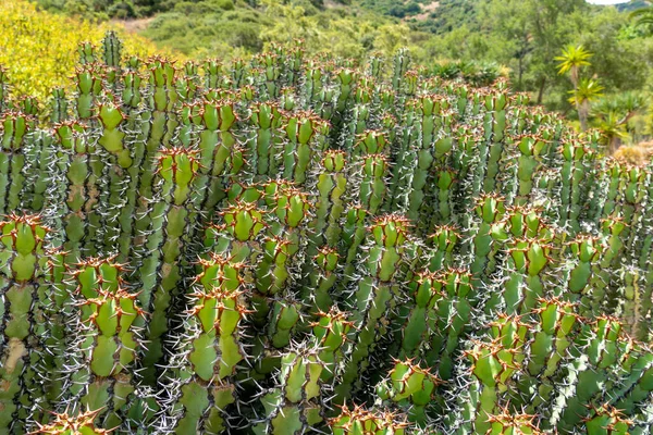 Euphorbia es un género muy grande y diverso de plantas con flores, comúnmente llamado spurge. — Foto de Stock