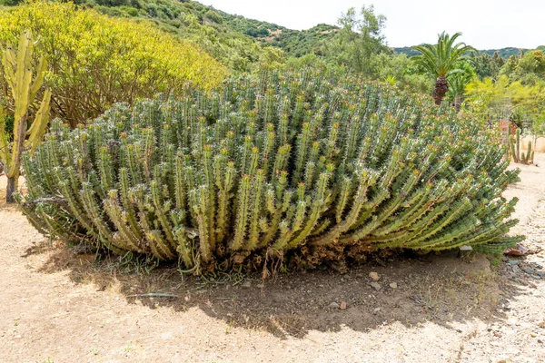 Euphorbia es un género muy grande y diverso de plantas con flores, comúnmente llamado spurge. —  Fotos de Stock