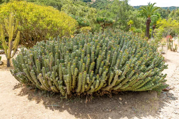 Euphorbia est un genre très large et diversifié de plantes à fleurs, communément appelé euphorbe — Photo