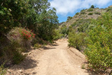 Santa Catalina adası dağlarının zirvesine giden yürüyüş yolları.