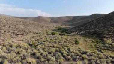 Mono County, ABD 'de vahşi atlarla manzaralı yeşil çöl vadisi manzarası