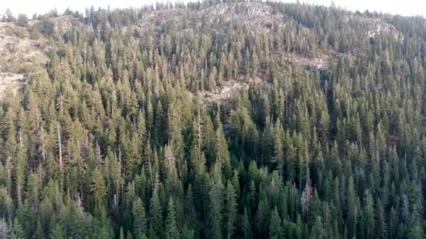 Vue aérienne de la forêt nationale de Stanislaus, Californie, États-Unis — Video