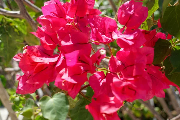 Beautiful red pink tropical flower — Stock Photo, Image