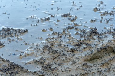 Gölün etrafında uçan sivrisinek ve böcek sürüsü