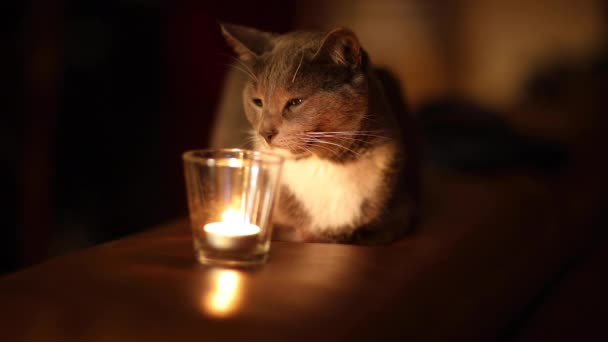 Junge schöne graue Katze in der Nähe brennender Kerzen in der Dunkelheit. Heimeliges Konzept. — Stockvideo