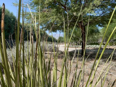 Tropik çöl bahçesi