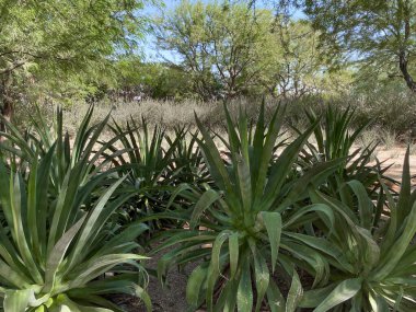 Tropik çöl bahçesi