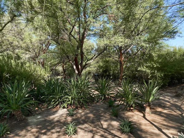 Tropical desert garden