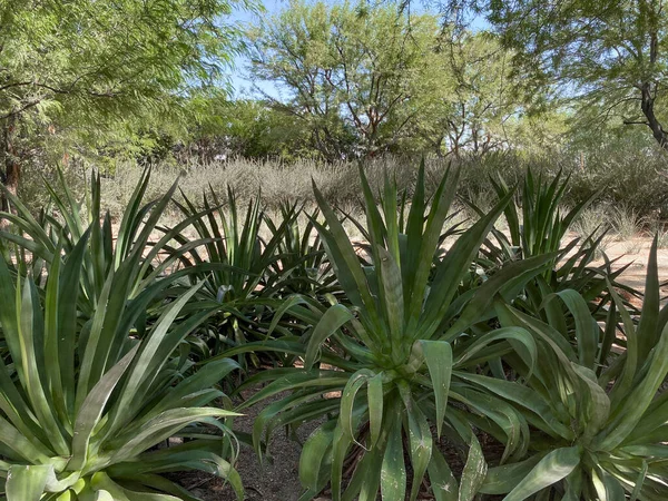 Jardín tropical del desierto — Foto de Stock