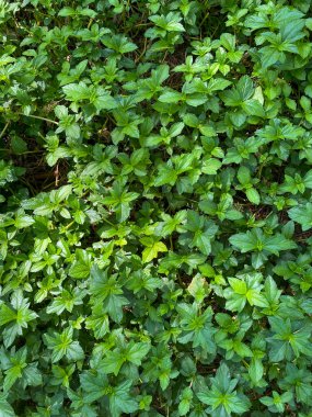 Dokusal yeşil ve temiz bitki yapraklarının üst görünümü