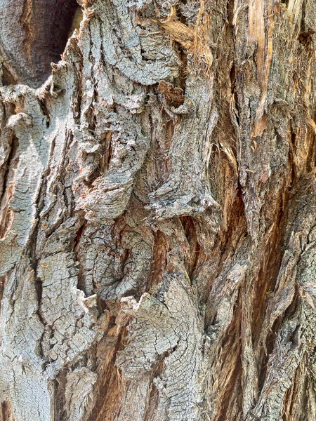 Primer plano del tronco del árbol — Foto de Stock