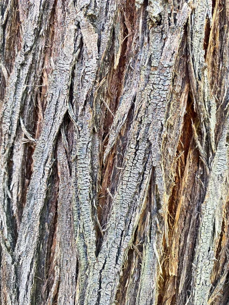 Closeup of tree trunk — Stock Photo, Image