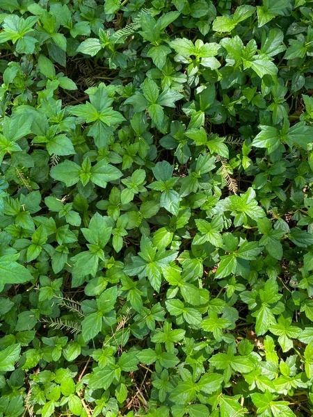 Vista superior de folhas de plantas verdes e limpas texturais — Fotografia de Stock