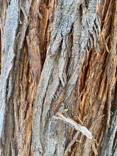 Primer plano del tronco del árbol — Foto de Stock