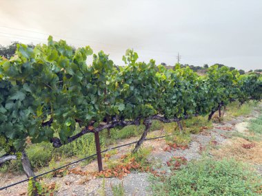 Üzüm hasadı. Akşam güneşinde üzüm bağları ve üzüm bağları. Büyük üzüm salkımları eski bir sarmaşıktan sarkıyor. Yüksek kalite fotoğraf