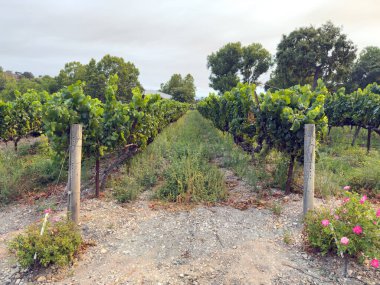 Üzüm hasadı. Akşam güneşinde üzüm bağları ve üzüm bağları. Büyük üzüm salkımları eski bir sarmaşıktan sarkıyor. Yüksek kalite fotoğraf
