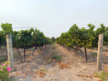 Üzüm hasadı. Akşam güneşinde üzüm bağları ve üzüm bağları. Büyük üzüm salkımları eski bir sarmaşıktan sarkıyor. Yüksek kalite fotoğraf