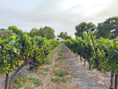 Üzüm hasadı. Akşam güneşinde üzüm bağları ve üzüm bağları. Büyük üzüm salkımları eski bir sarmaşıktan sarkıyor. Yüksek kalite fotoğraf