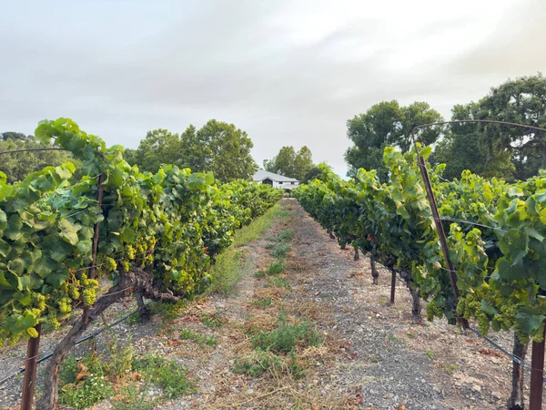 Üzüm hasadı. Akşam güneşinde üzüm bağları ve üzüm bağları. Büyük üzüm salkımları eski bir sarmaşıktan sarkıyor. Yüksek kalite fotoğraf