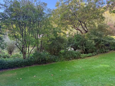 İngiliz yeşil bahçesi güneşli yaz mevsiminde birden fazla ağaç ve bitki çeşidi