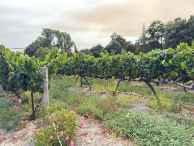 Üzüm hasadı. Akşam güneşinde üzüm bağları ve üzüm bağları. Büyük üzüm salkımları eski bir sarmaşıktan sarkıyor. Yüksek kalite fotoğraf