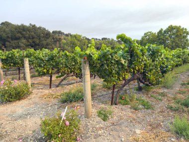 Üzüm hasadı. Akşam güneşinde üzüm bağları ve üzüm bağları. Büyük üzüm salkımları eski bir sarmaşıktan sarkıyor. Yüksek kalite fotoğraf