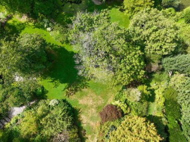 İngiliz yeşil bahçesi güneşli yaz mevsiminde birden fazla ağaç ve bitki çeşidi