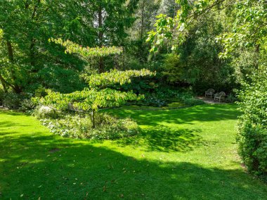 İngiliz yeşil bahçesi güneşli yaz mevsiminde birden fazla ağaç ve bitki çeşidi