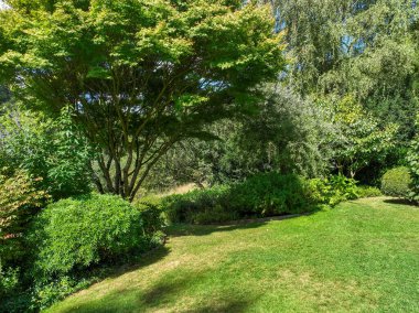 İngiliz yeşil bahçesi güneşli yaz mevsiminde birden fazla ağaç ve bitki çeşidi