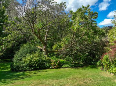 İngiliz yeşil bahçesi güneşli yaz mevsiminde birden fazla ağaç ve bitki çeşidi