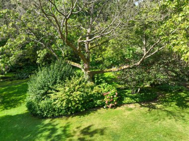 İngiliz yeşil bahçesi güneşli yaz mevsiminde birden fazla ağaç ve bitki çeşidi