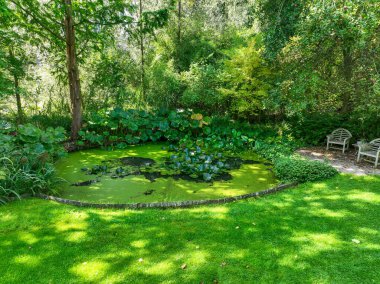 İngiliz yeşil bahçesi güneşli yaz mevsiminde birden fazla ağaç ve bitki çeşidi