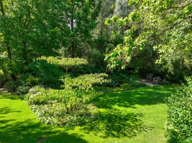 İngiliz yeşil bahçesi güneşli yaz mevsiminde birden fazla ağaç ve bitki çeşidi
