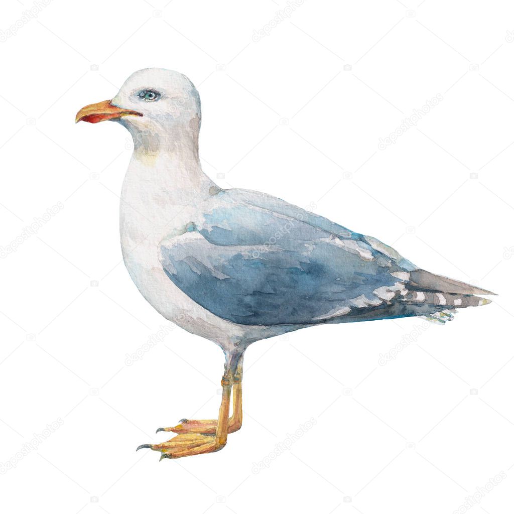 Watercolor seagull isolated on white background.