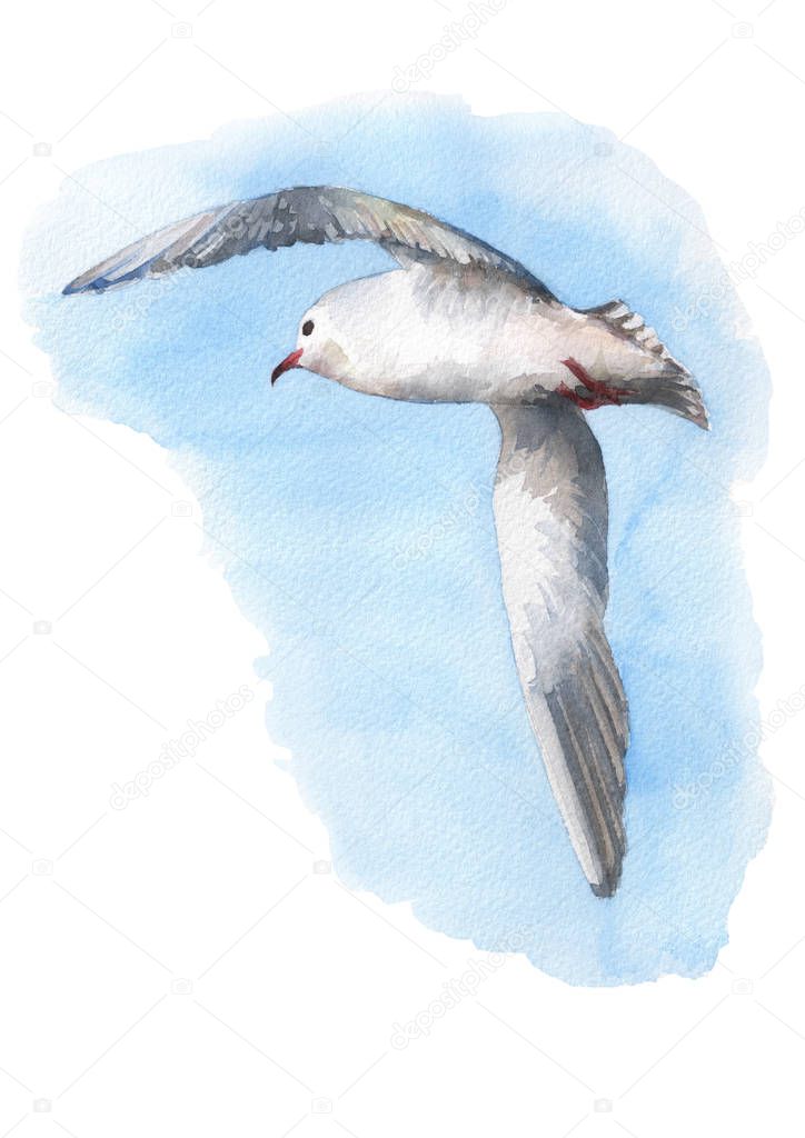 Beautiful seagull flying into the sky. Watercolor hand drawn illustration.