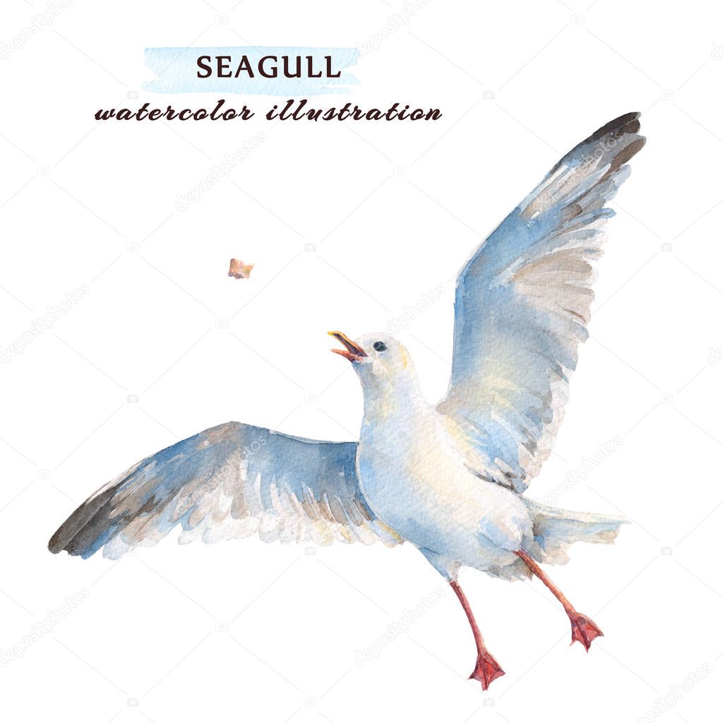 Flying seagull catching his food in the air. Watercolor illustration, isolated on a white background.