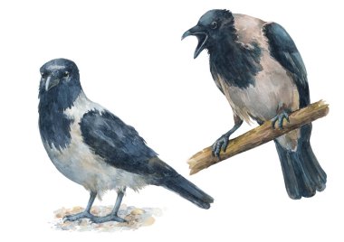 Kargalar farklı duygular ile kümesi. Kızgın, ağlayan kuş ve kuşlar sessiz, sakin. Beyaz arka plan üzerinde izole suluboya elle çizilmiş resimler.