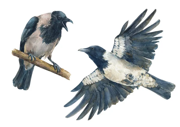 一套五颜六色的鸟愤怒的乌鸦和飞乌鸦 水彩手绘插图被隔离在白色背景上 — 图库照片